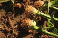Centaurea × livonica