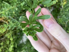Nitraria billardierei