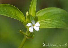 Catharanthus pusillus