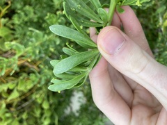 Nitraria billardierei