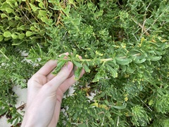 Nitraria billardierei