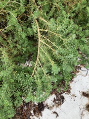 Nitraria billardierei