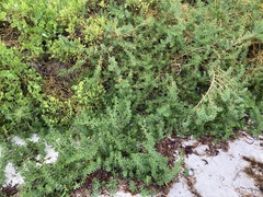 Nitraria billardierei