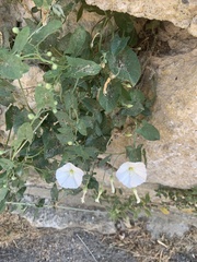 Convolvulus arvensis