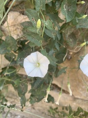 Convolvulus arvensis