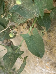 Convolvulus arvensis