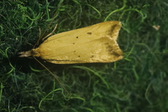 Dichomeris limosellus