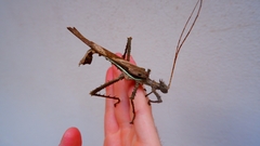 Heteropteryx dilatata