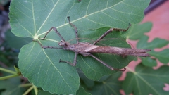 Heteropteryx dilatata