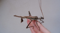 Heteropteryx dilatata