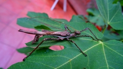 Heteropteryx dilatata