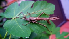 Heteropteryx dilatata