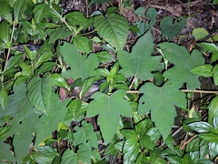 Rubus reflexus