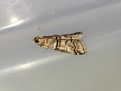 Acrobasis romanella