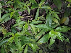 Boehmeria densiflora