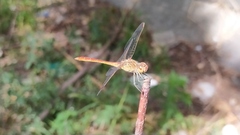 Sympetrum meridionale