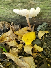 Fungi