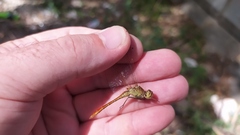 Sympetrum meridionale