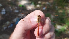 Sympetrum meridionale