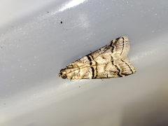 Acrobasis romanella