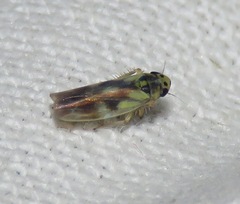 Macrosteles variatus