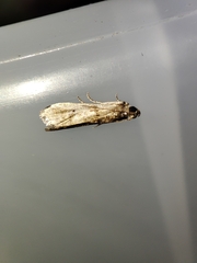 Pseudacrobasis tergestella