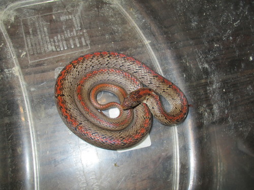 Photo of a Formosa Kukri Snake (Oligodon formosanus)