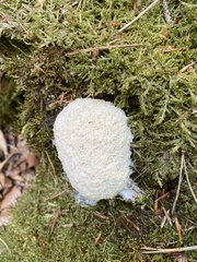 Fuligo septica candida