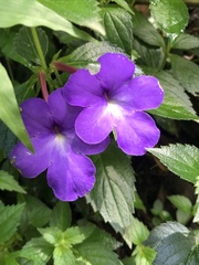 Achimenes longiflora