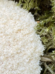 Fuligo septica candida
