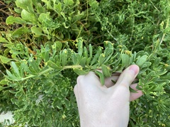 Nitraria billardierei