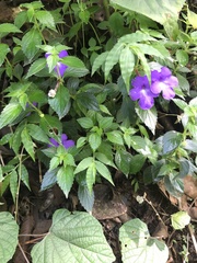 Achimenes longiflora