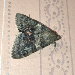 Catocala deducta