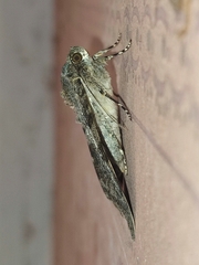 Catocala deducta