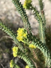 Euphorbia foliosa