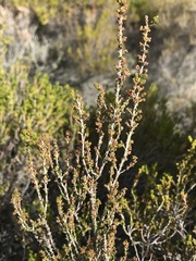 Erica calcicola