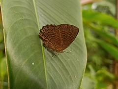 Poritia sumatrae