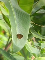 Poritia sumatrae