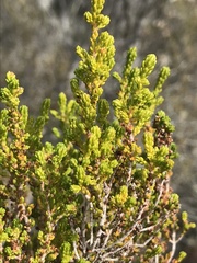 Erica calcicola