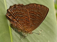 Poritia sumatrae