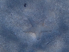 Astropecten jonstoni