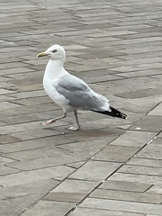 Larus argentatus