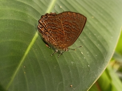 Poritia sumatrae