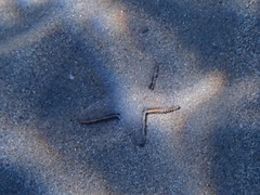 Astropecten jonstoni