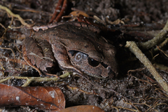 Mixophyes carbinensis