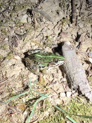 Pelophylax nigromaculatus