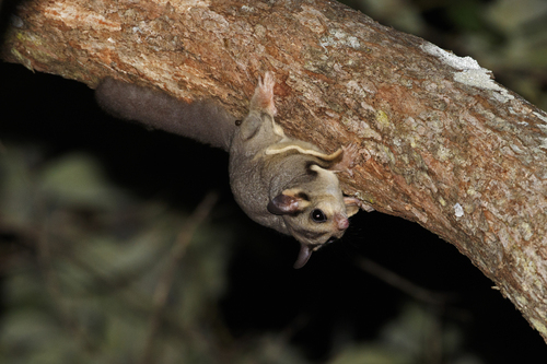Mahogany Glider (Petaurus gracilis) — Endangered Mammalia