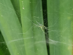 Cyrtophora cylindroides