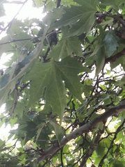 Platanus