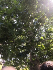 Platanus